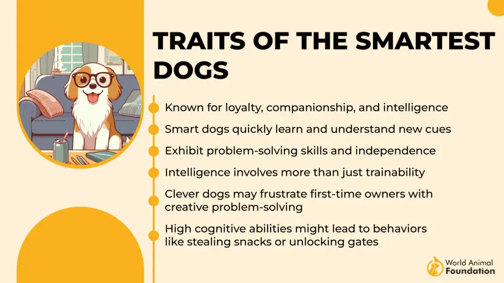 Traits of the Smartest Dogs