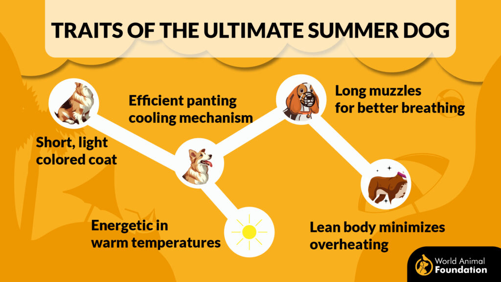 Traits of the Ultimate Summer Dog