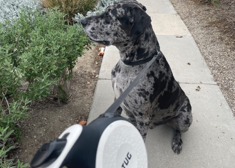 retractable leash for large dogs