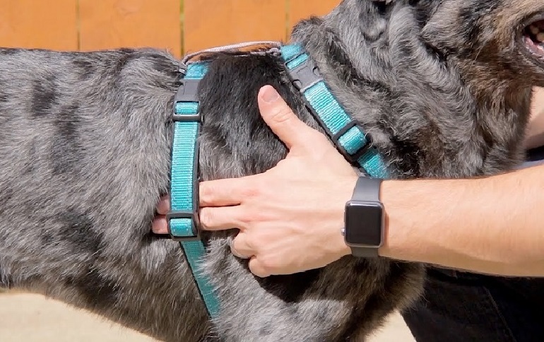 measure dog girth