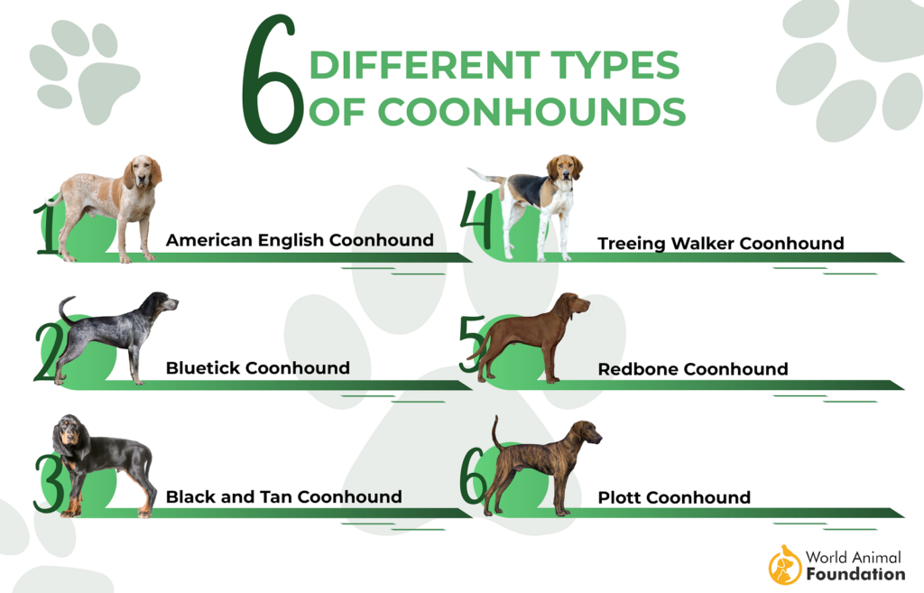 Types of Coonhounds