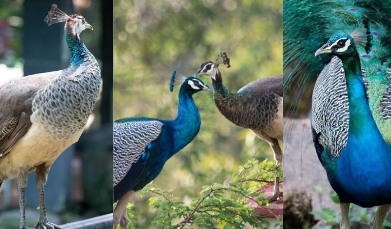 where are peacocks from