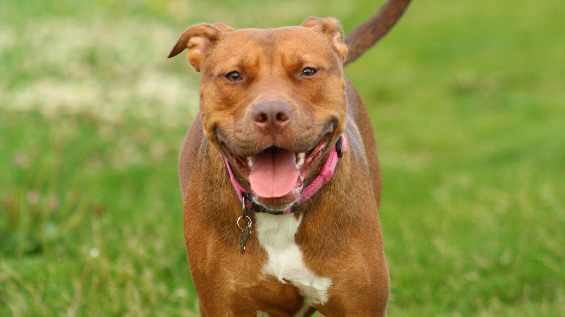 Types of Pitbull Dog Breeds