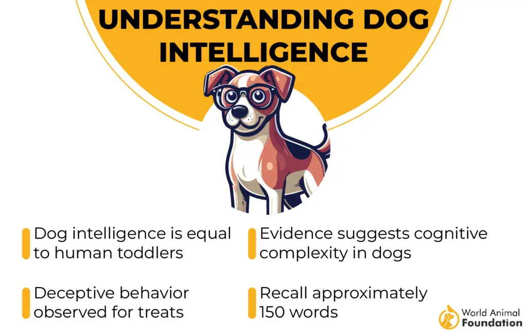 Understanding Dog Intelligence