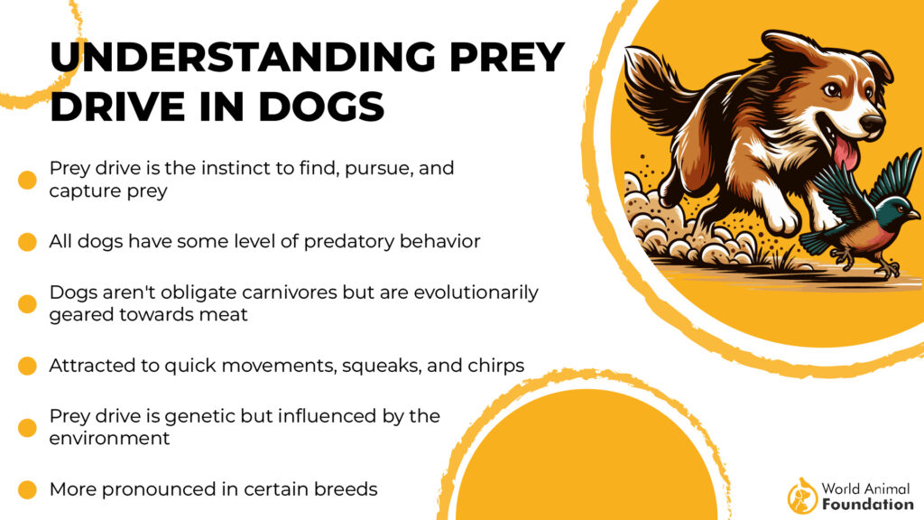 Understanding Prey Drive in Dogs