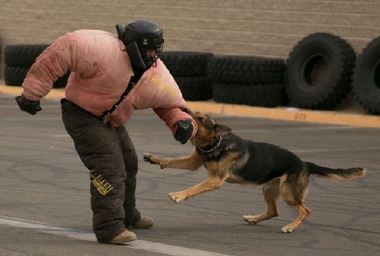 dog fighting ring