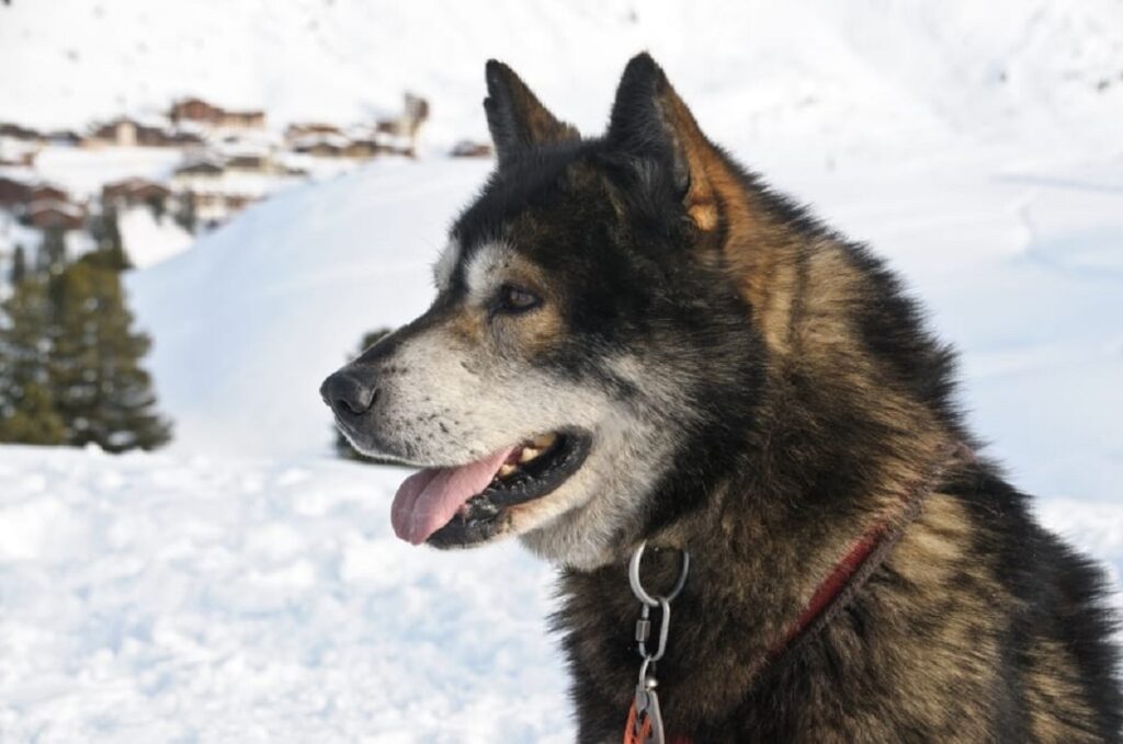 wolfdog breeds