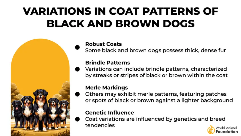 Variations in Coat Patterns of Black and Brown Dogs-