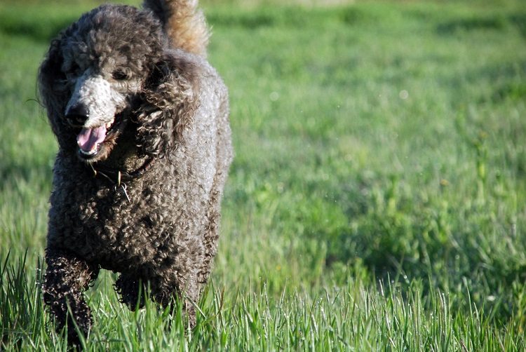 water spaniel