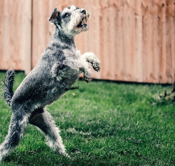 liver parti schnauzer
