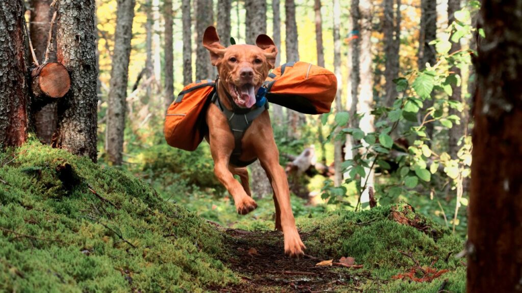 Dog Breeds for Hiking 