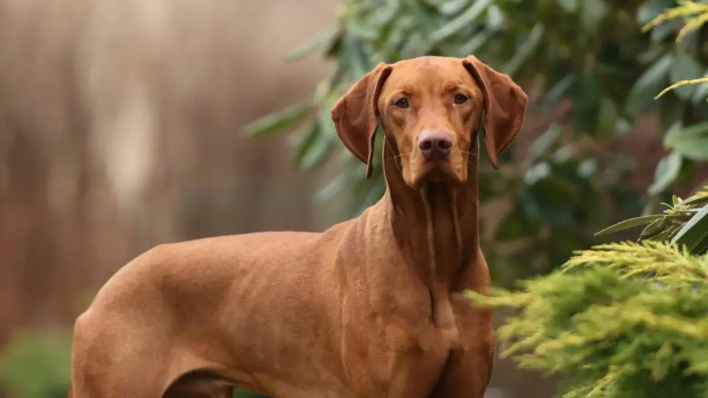 Vizsla