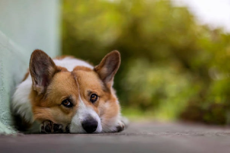 corgi.
