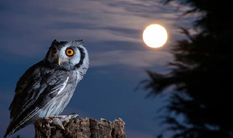  WHY DO BIRDS CHIRP AT NIGHT? 