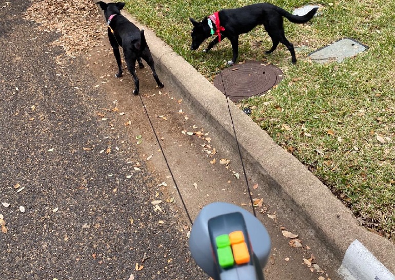 retractable leash