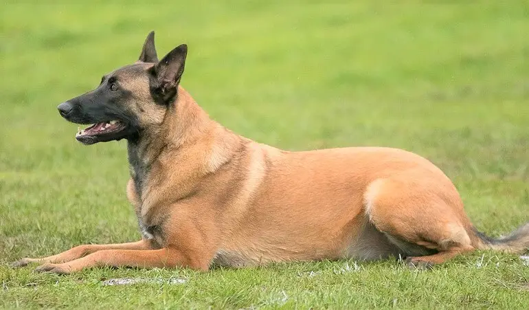 belgian malinois weight