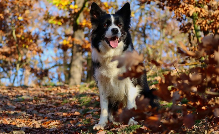 collie breeds