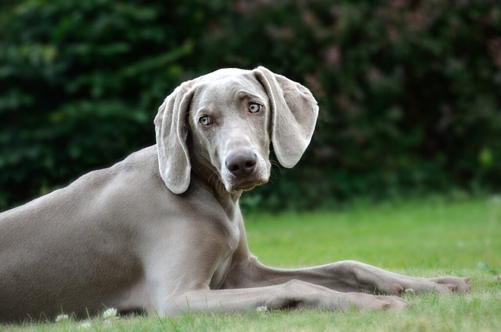 droopy ears dog
