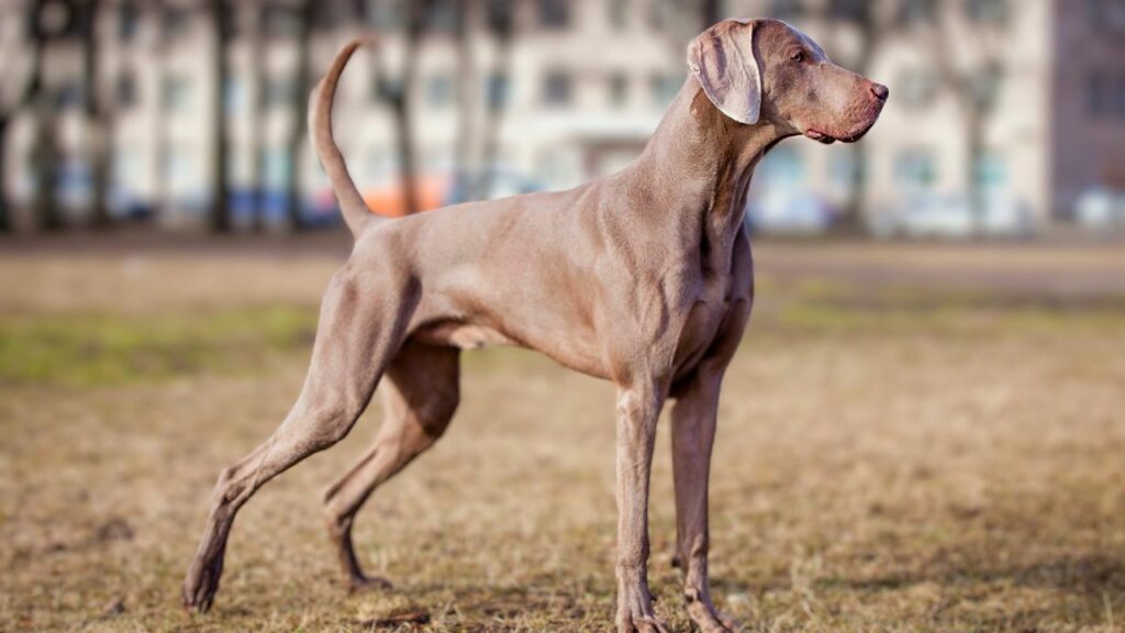 best dog breeds for running
