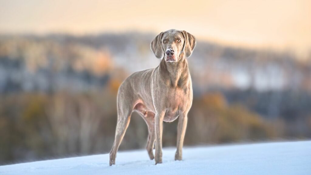 heat tolerant dog breeds
