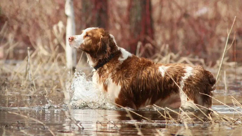 Dog Breeds with Shortest Lifespan