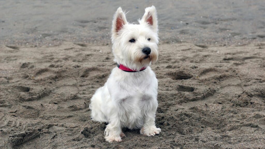 terrier breeds