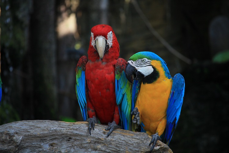 macaw types