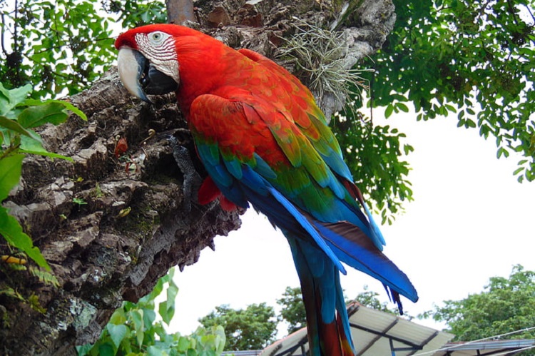 macaw bird