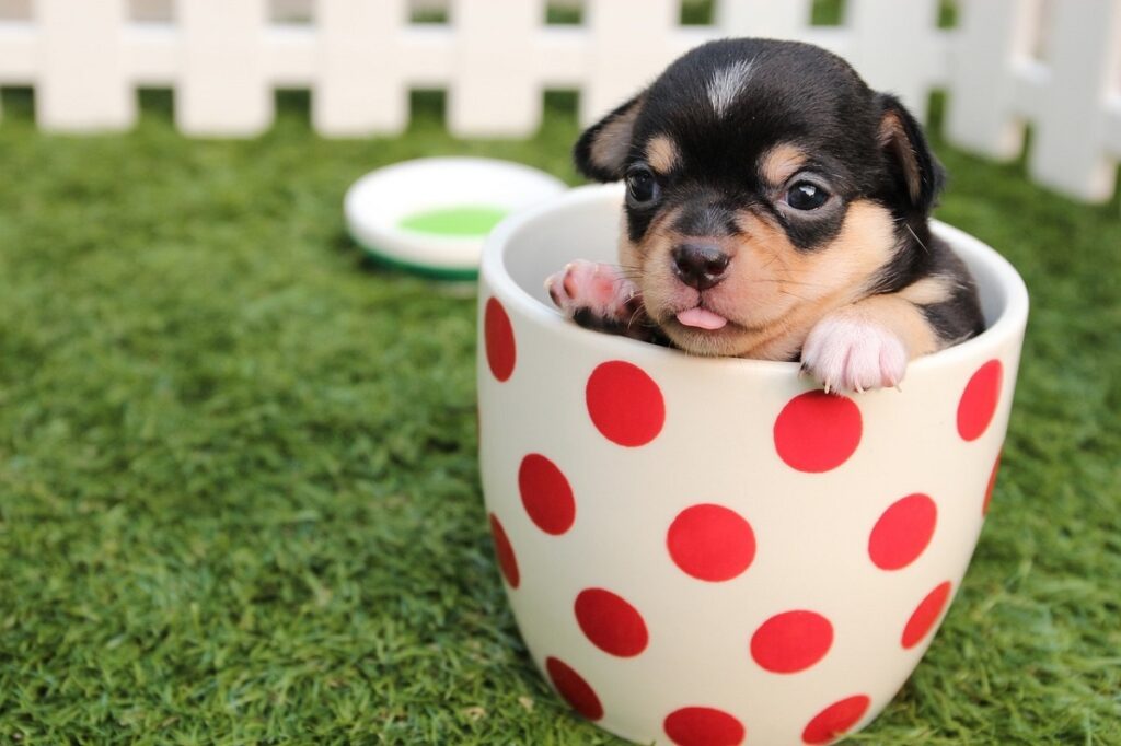 What is a teacup dog