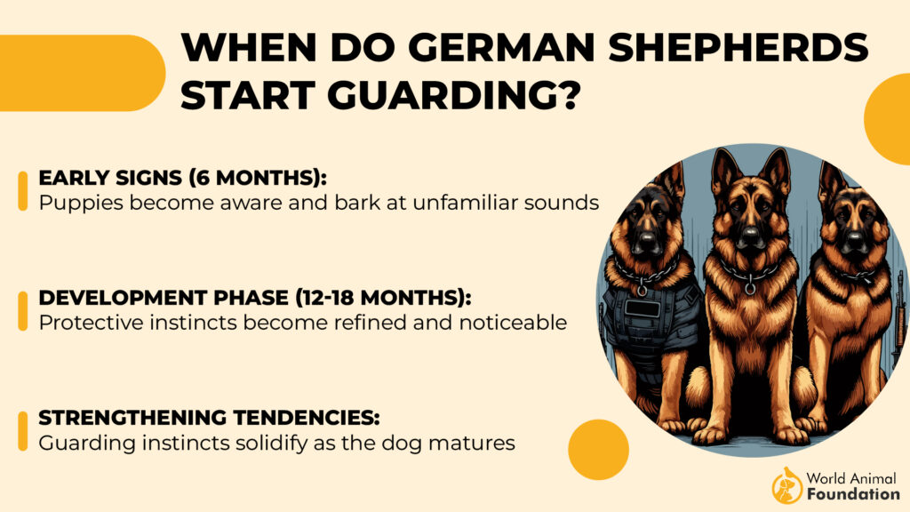 When Do German Shepherds Start Guarding-01 (1)