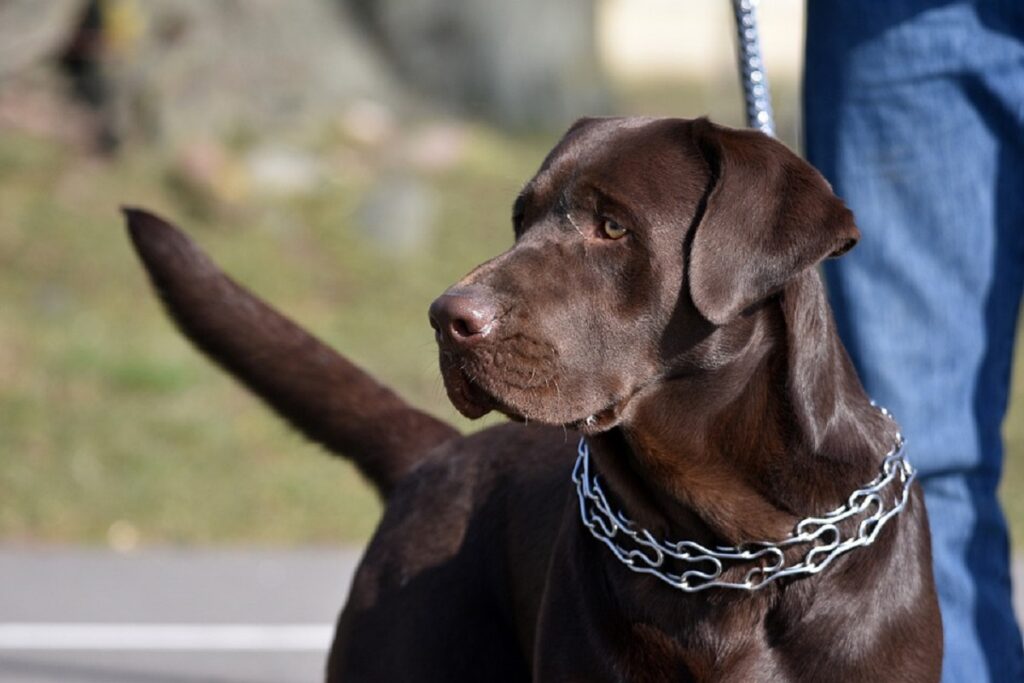 how to put prong collar on dog