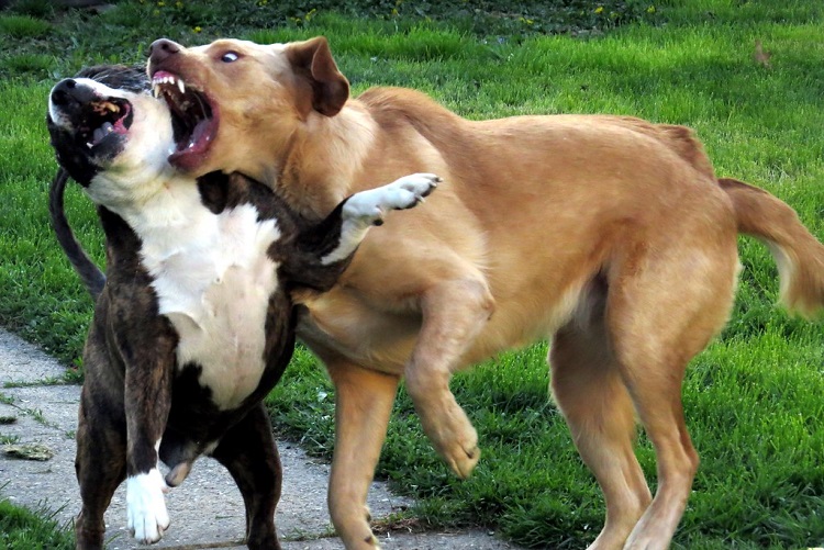 pitbulls dogs fighting