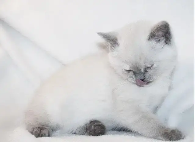 White Fluffy Cat Names