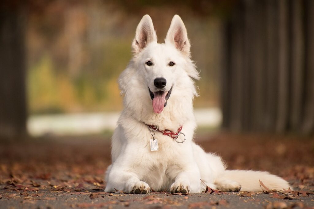 White Guard Dog