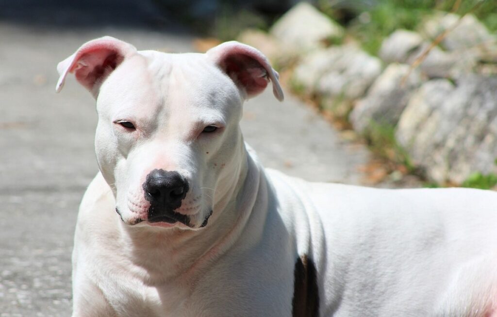 White Pitbull Names