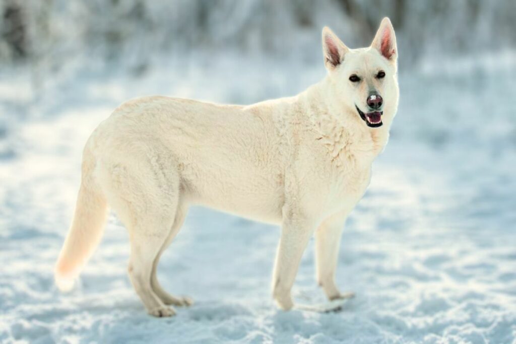 dogs that look like german shepherds but aren't
