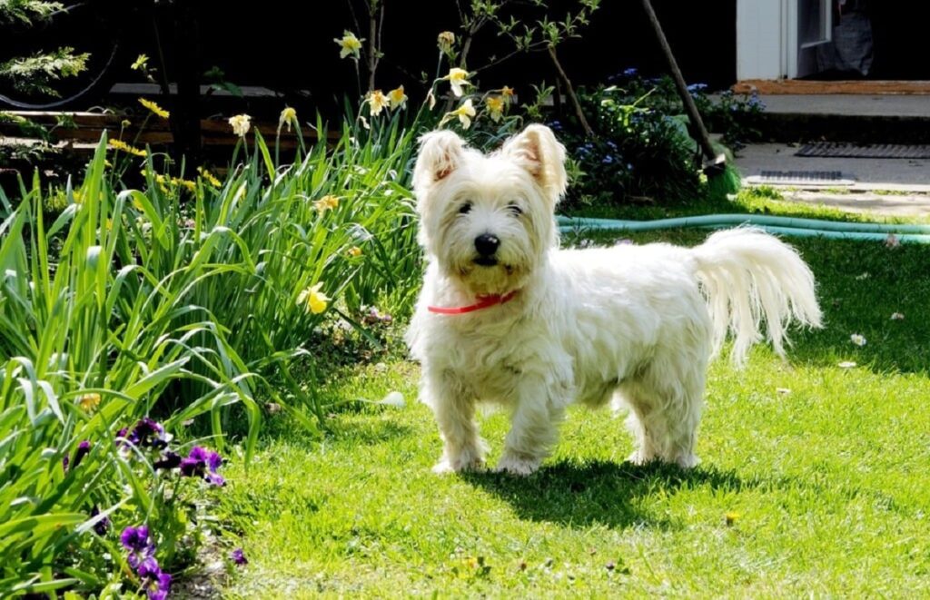 White Terriers