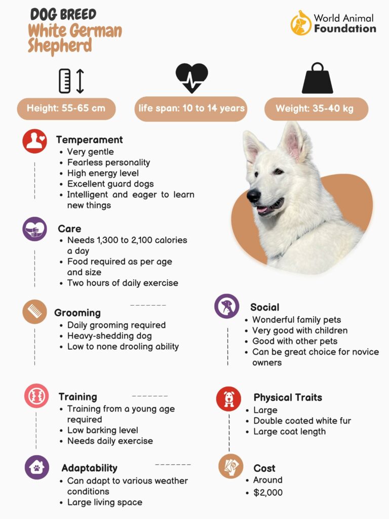 White German Shepherd