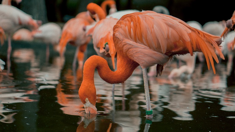 flamingos flying