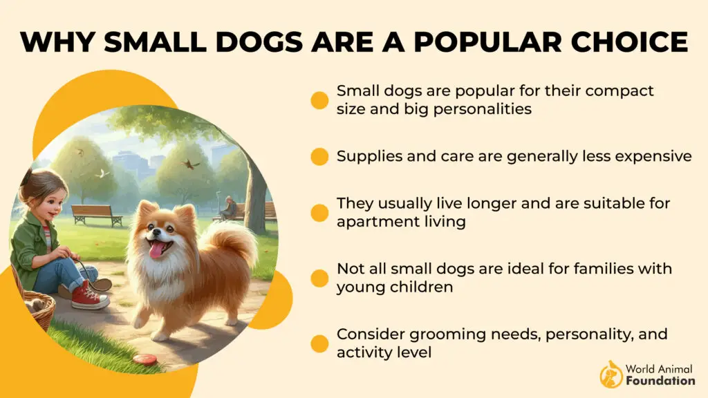 Why Small Dogs Are a Popular Choice