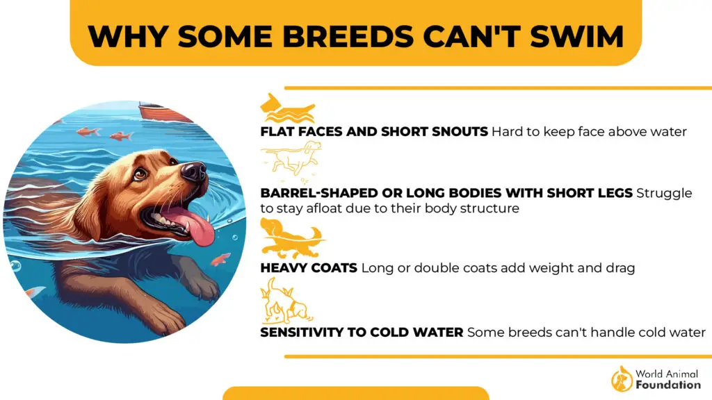 Why Some Breeds Can't Swim