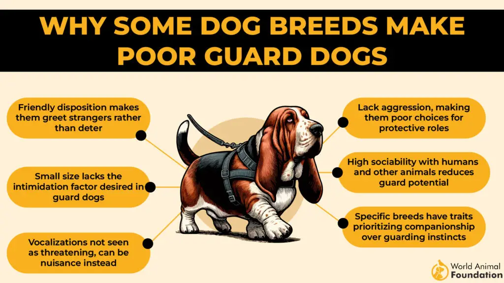 Why Some Dog Breeds Make Poor Guard Dogs 01