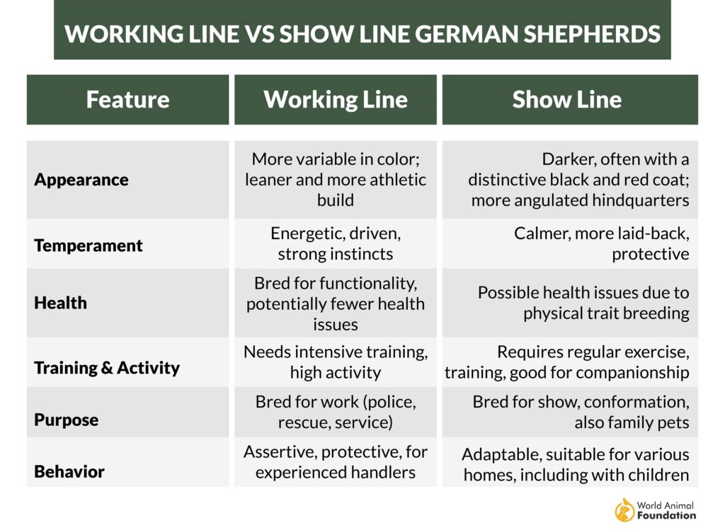 Working Line vs Show Line German Shepherds-01