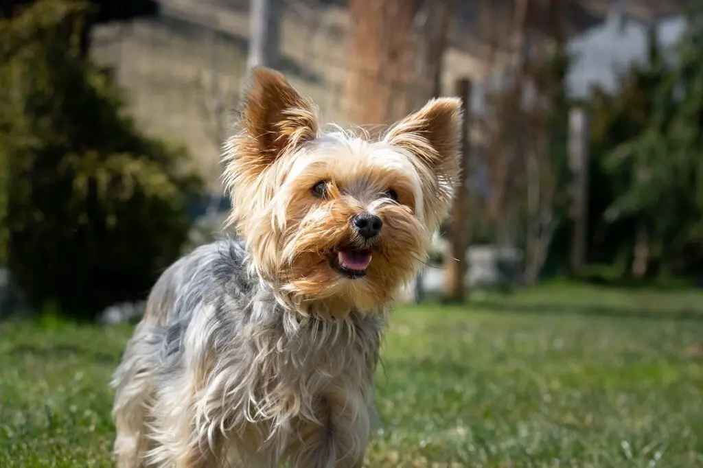 Yorkshire Terrier temperature tolerance
