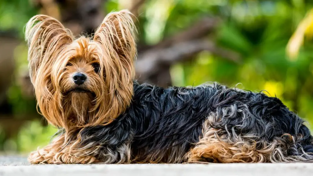 popular Guard dogs in canada
