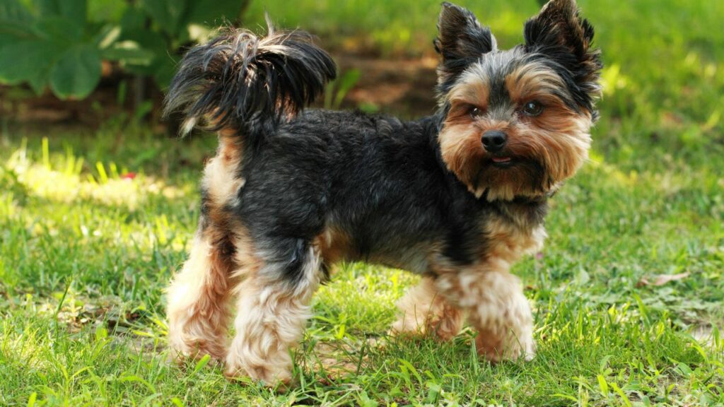 Teacup Dog Breeds for Compact Living