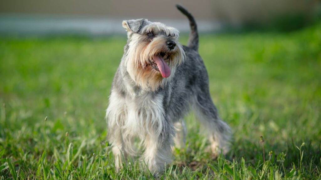 long hair terrier