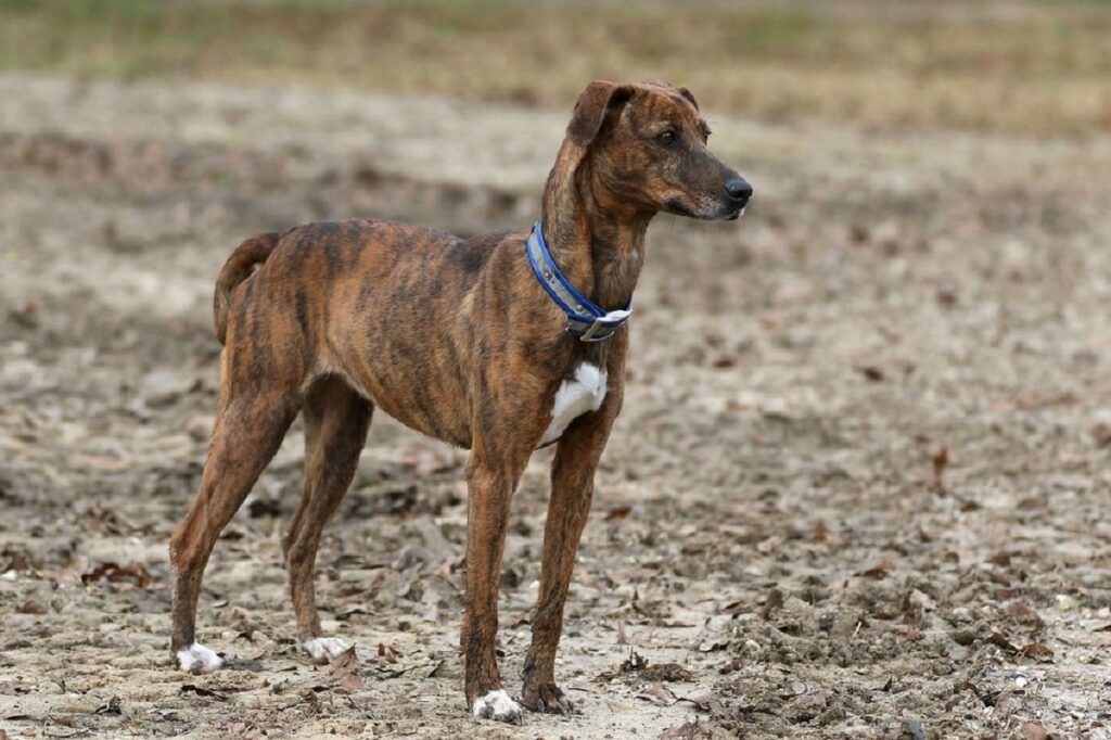 mountain cur