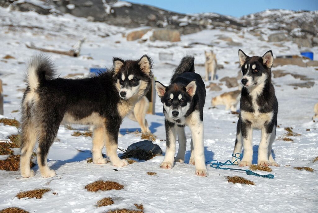 alaskan dog breeds