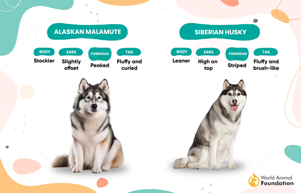 alaskan malamute vs husky